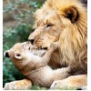 Lion with Cub Painting Kit