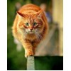 Chubby Cat Diamond Painting Kit