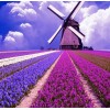 Flowers Field Landscape