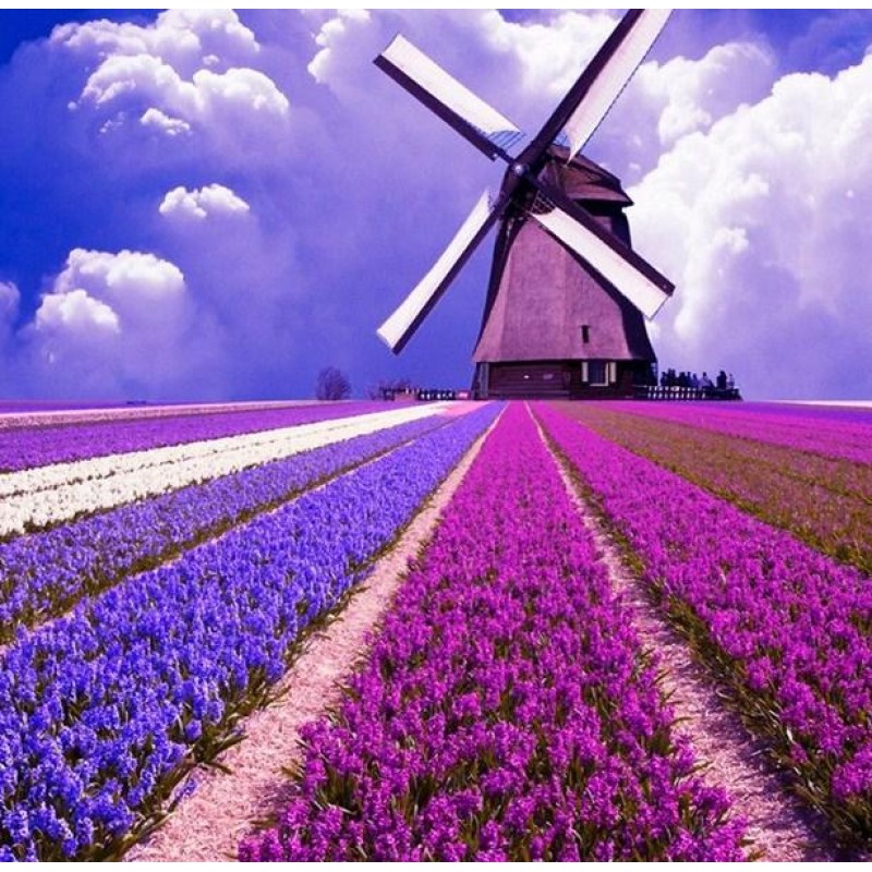 Flowers Field Landsc...
