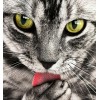 Cat Licking Paw DIY Painting