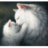Fluffy White Cats