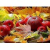 Autumn Leaves & Fruits