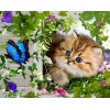 Beautiful Cat & Butterfly