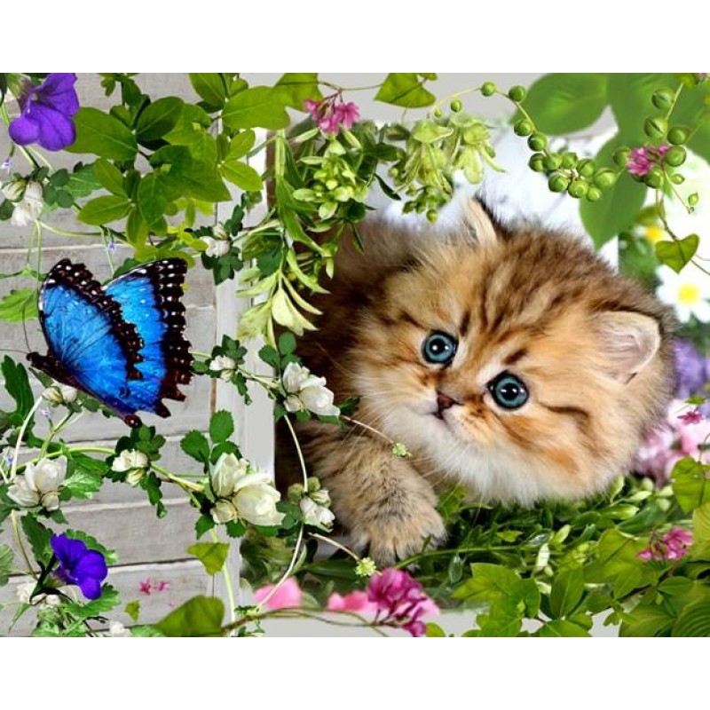 Beautiful Cat & ...