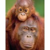 Monkey with Little Baby
