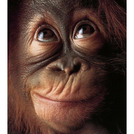 Monkey Face Diamond Painting Kit