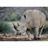 Mighty Rhino Diamond Painting Kit