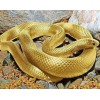 Golden Snake DIY Diamond Painting