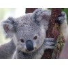 Cute Koala Bear