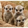 Meerkats Diamond Painting