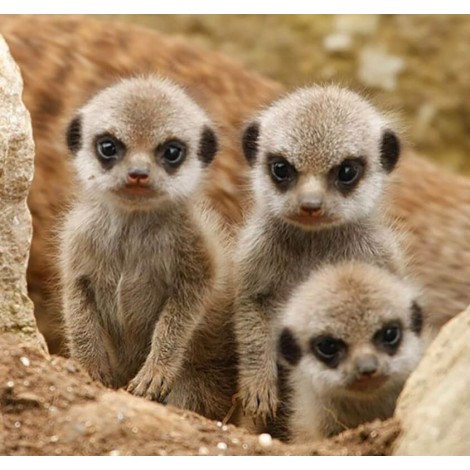 Meerkats Diamond Painting