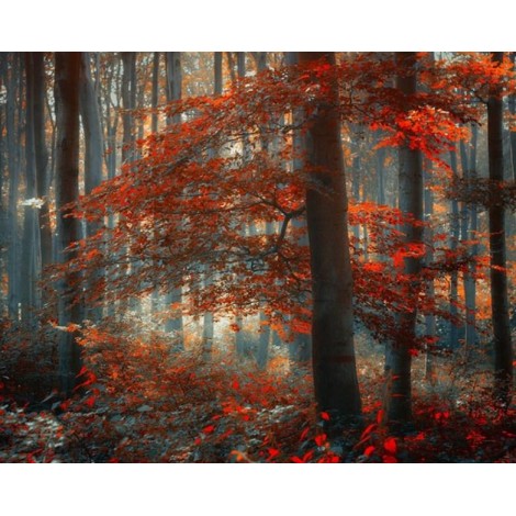 Maple Trees in Autumn Season