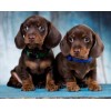 Alpine Dachsbracke Diamond Painting