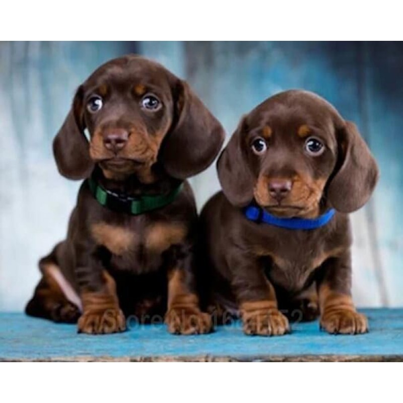 Alpine Dachsbracke D...