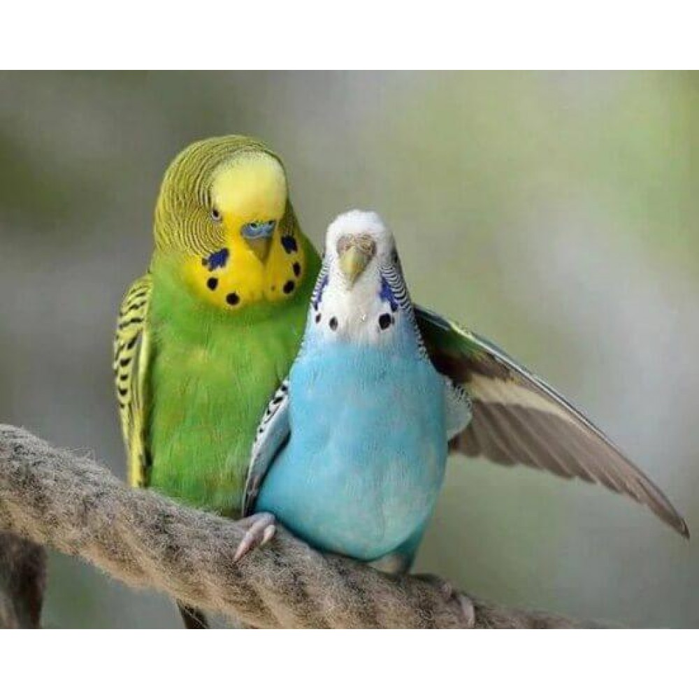 Rengør soveværelset kande menneskelige ressourcer Blue & Green Australian Parrots, Cheap Blue & Green Australian Parrots