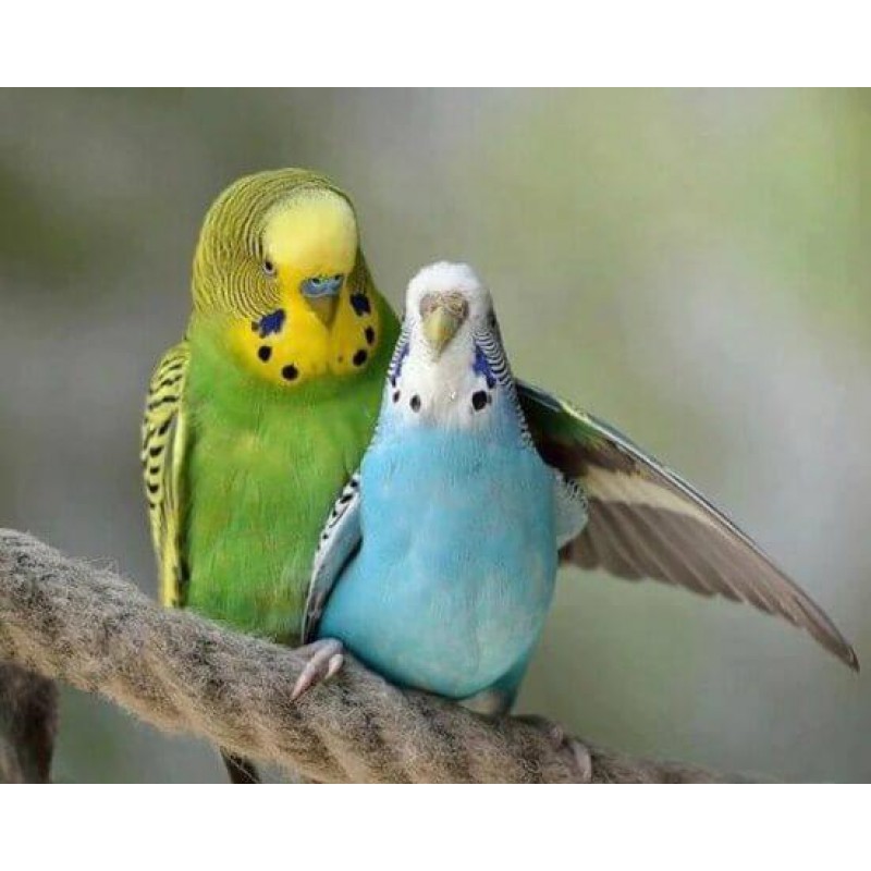 Blue & Green Aus...