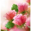 Lovely Pink Roses - Diamond Painting Kit