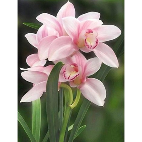 Lovely Pink Orchids Painting Kit