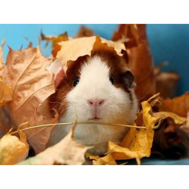 Cute Guinea pig &amp...