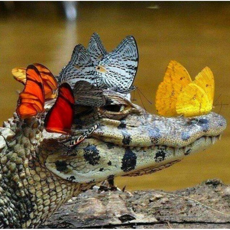 Butterflies on Croco...