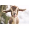 Lovely Little Goat DIY Painting