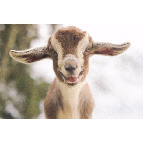 Lovely Little Goat DIY Painting
