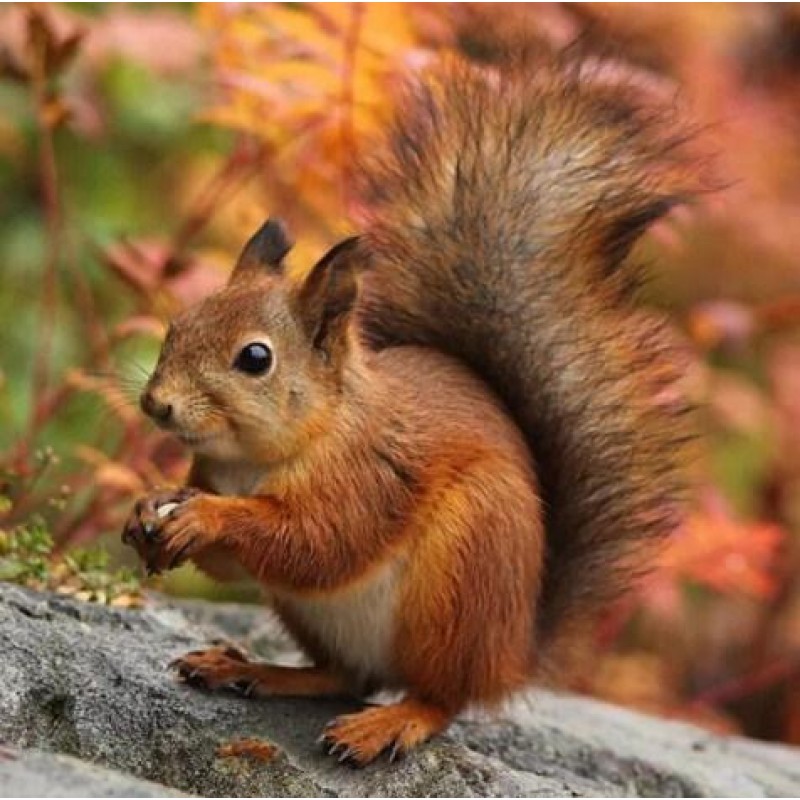 Adorable Squirrel Di...