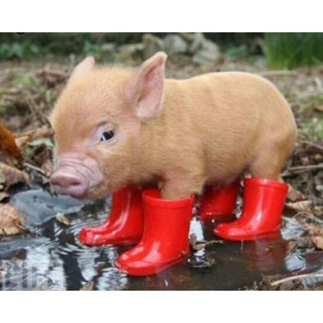 Little Pig in Red Boots