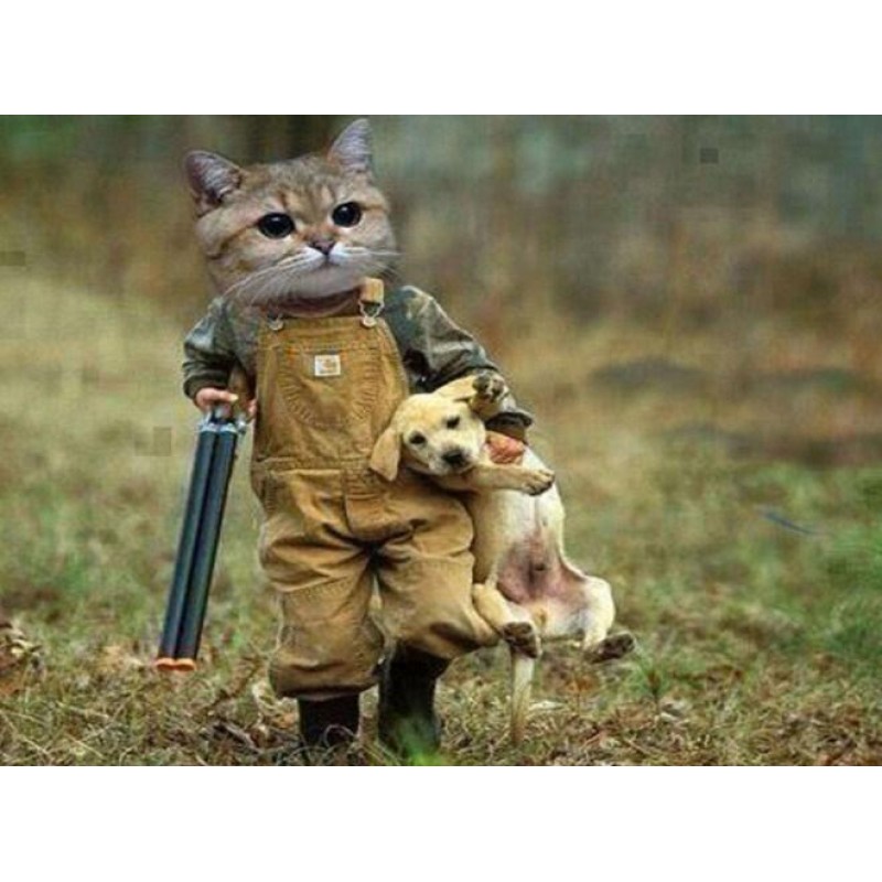 Funny Gangster Cat &...