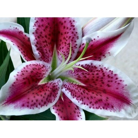 Lily Close up - Paint by Diamonds
