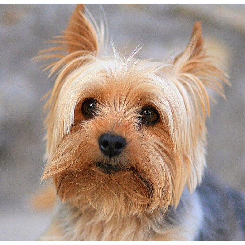Lhasa Apso Diamond P...