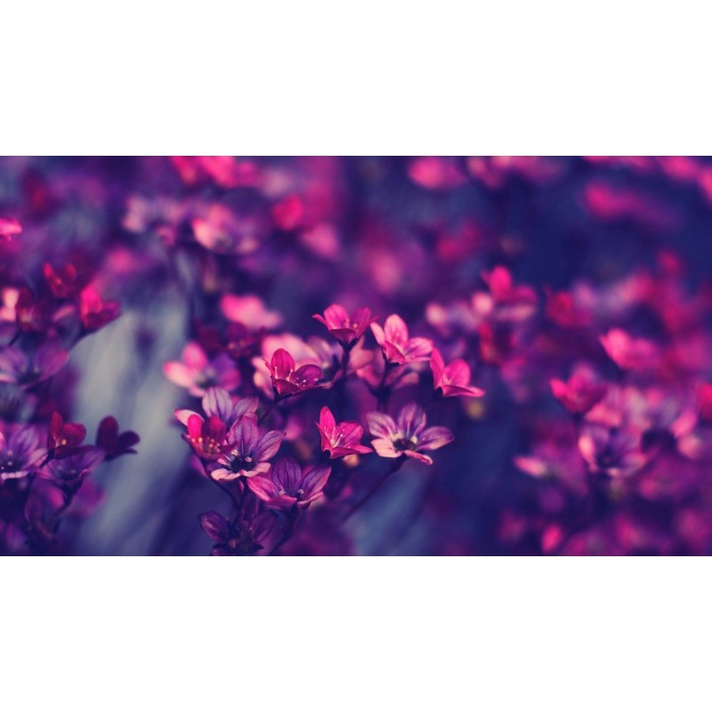 Fresh Purple Flowers...