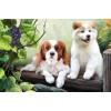 Cute Dogs & Bunch of Grapes