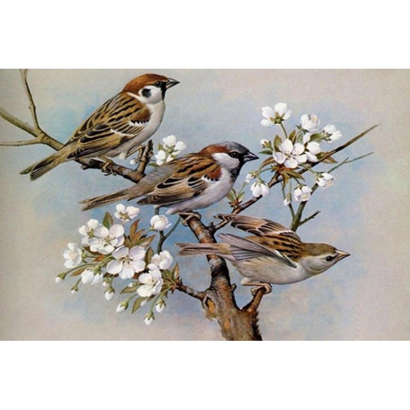 House Sparrows Diamo...