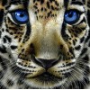 Leopard Cub with Blue Eyes