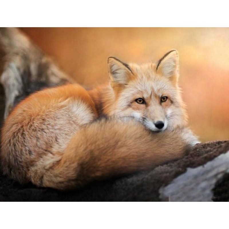 Gazing Fox - Paint b...