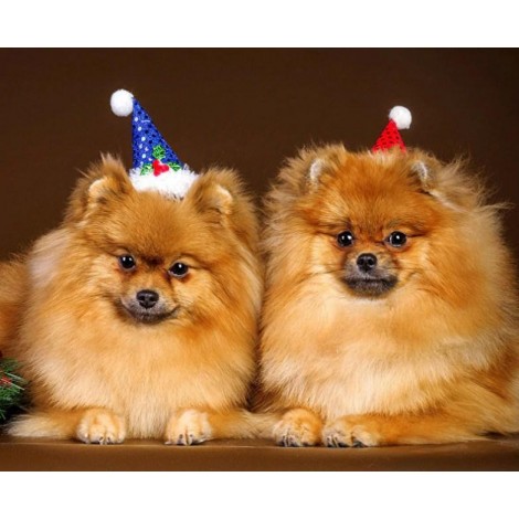 Happy Dogs on Christmas