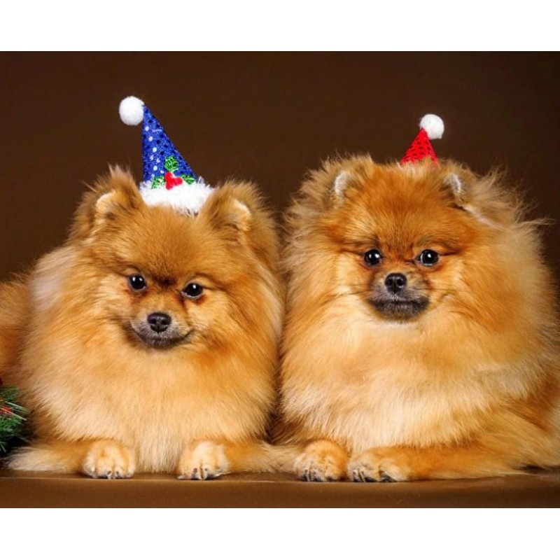 Happy Dogs on Christ...