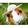 Cute Guinea Pig in Hat