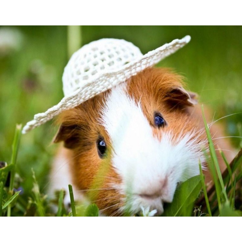 Cute Guinea Pig in H...