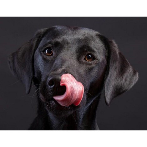 Amazing Black Labrador Retriever