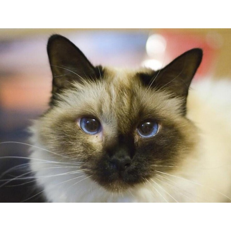 Birman Cat - Paint w...