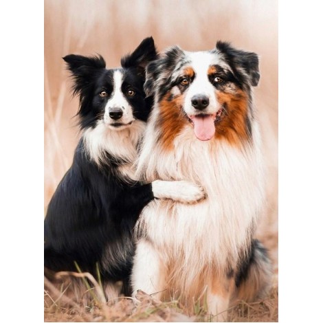 Collie Dogs Pair Diamond Painting