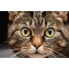 Cute Cat with Big Eyes