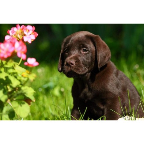 Cute Labrador Retriever Puppy