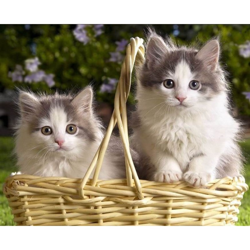Kittens in Basket 5D...