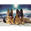 German Shepherd Dogs Pair