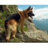 German Shepherd on the Mountains