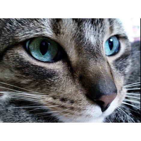 Grey Cat with Blue eyes